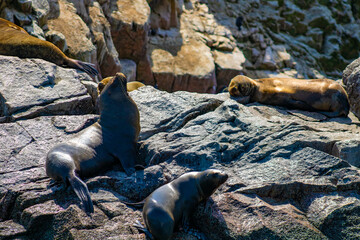 Lobo marino dormido en rocas