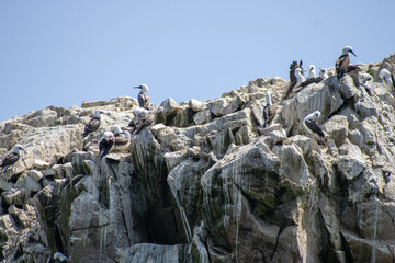 Ave en las rocas del mar