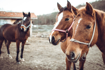 Beautiful brown horses standing in the grass field.