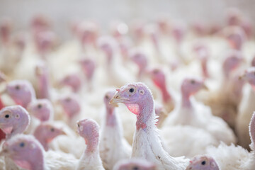 turkey farm. turkey close-up. turkey rearing concept