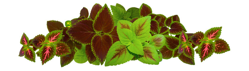 Coleus Blumei. Ornamental plant with maroon-green coleus leaves close-up