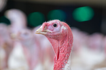 turkey farm. turkey close-up. turkey rearing concept