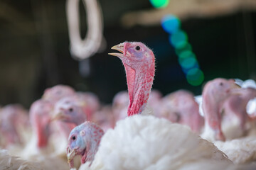 turkey farm. turkey close-up. turkey rearing concept