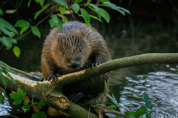 Hungry beaver. Wild European beaver, Castor fiber, sitting on felled tree in water and gnawing bark from branches. Brown furry animal with long flat tail. Largest European rodent in nature habitat. © Vaclav