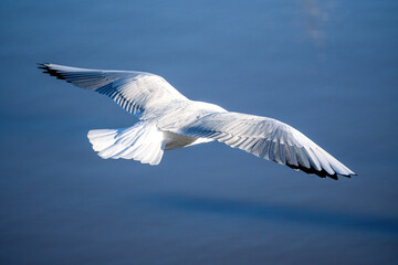 Rückansicht einer Möwe im Flug mit ausstreckten Flügeln