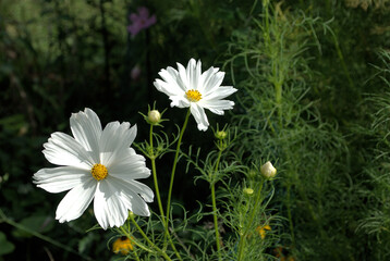 Two white Cosmos flowers blooming in a garden. Northern Illinois, USA.