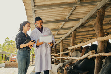 Asian farmer businesswoman rural cow farmer discussing vaccination with male veterinarian expert in...