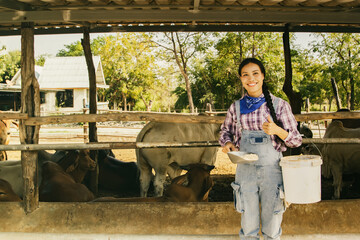 Asian female farmers take care to feed cows with balanced nutritional supplements fast growth rates for their Brahman beef cattle farm eat with smile take care of the cows in rural farms in Thailand.