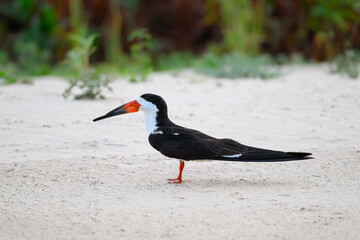 Black Skimmer standing on river's sandbank in Pantanal, Brazil 