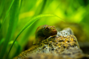 Selecive focus of a Chinese Algae Eater (Gyrinocheilus aymonieri) in fish tank with blurred...