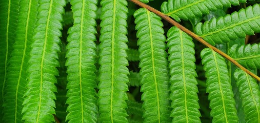 Bright green forest plants in nature.