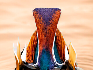 kolorowy ptak mandarynka tęcza głowa - obrazy, fototapety, plakaty