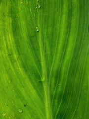 Macro photography of the veins of a big green leaf with drops of water, captured in a garden near the colonial town of Villa de Leyva in central Colombia.