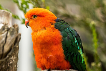 Australian King Parrot in Victoria Australia