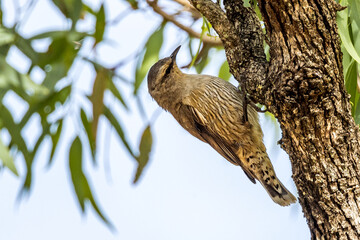 Brown Treecreeper in Victoria Australia