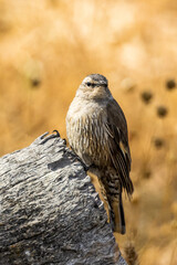 Brown Treecreeper in Victoria Australia