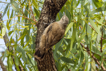 Brown Treecreeper in Victoria Australia