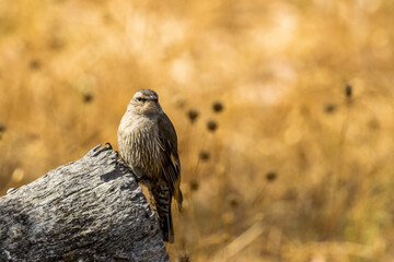 Brown Treecreeper in Victoria Australia