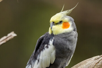 Cockatiel - endemic small cockatoo of arid Australia