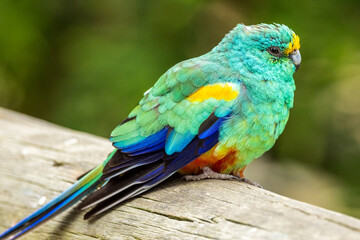 Mulga Parrot in Victoria, Australia