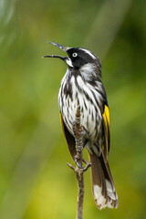 New Holland Honeyeater in Victoria, Australia