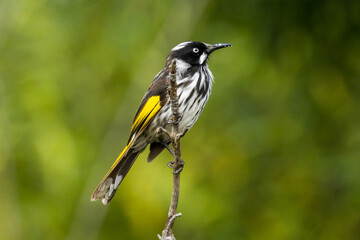 New Holland Honeyeater in Victoria, Australia
