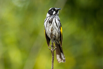 New Holland Honeyeater in Victoria, Australia