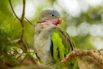 Princess Parrot endemic and rare bird of Australia © Imogen