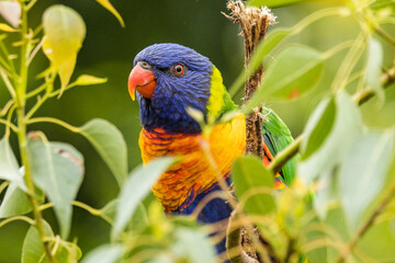 Rainbow Lorikeet in Victoria, Australia