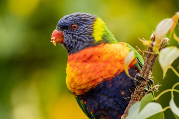 Rainbow Lorikeet in Victoria, Australia