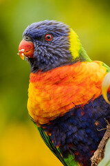 Rainbow Lorikeet in Victoria, Australia