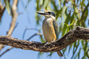 Sacred Kingfisher in Victoria, Australia