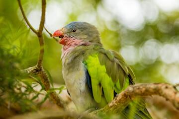 Princess Parrot endemic and rare bird of Australia