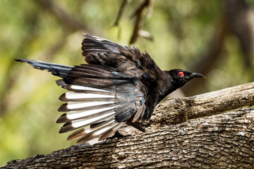 White-winged Chough in Victoria Australia