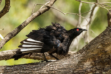White-winged Chough in Victoria Australia