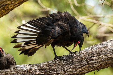 White-winged Chough in Victoria Australia