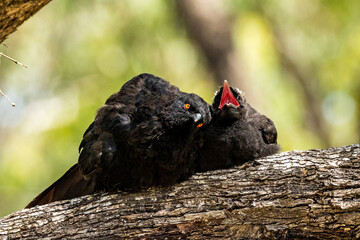 White-winged Chough in Victoria Australia