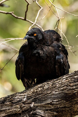 White-winged Chough in Victoria Australia