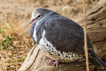 Wonga Pigeon - Tropical, Rare Dove of Australia