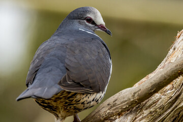 Wonga Pigeon - Tropical, Rare Dove of Australia