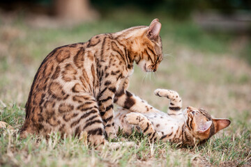 Bengal Kitten playing