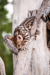 Bengal Kitten playing