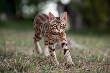 Bengal Kitten playing