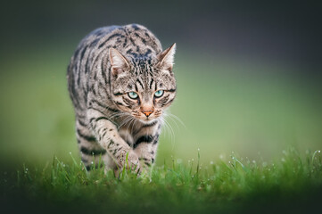 Bengal Cat walking in wet Morning Grass