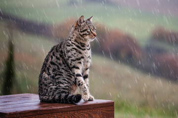 Bengal Cat in Rain