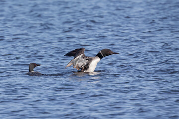 The common loon or great northern diver (Gavia immer)
