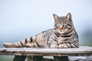 Bengal Cat on old wooden Table