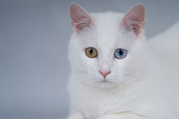 Fototapeta na wymiar Beautiful white cat with bicolor eyes