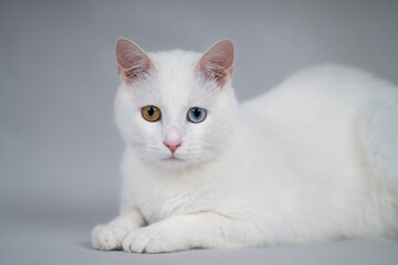 Beautiful white cat with bicolor eyes
