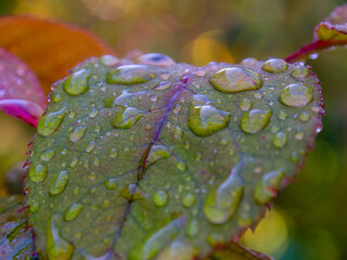 Macro photography of some rain dops on a rose leaf, captured in a garden near the colonial town of...